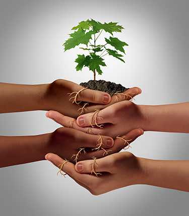 image: hands protecting oak seedling